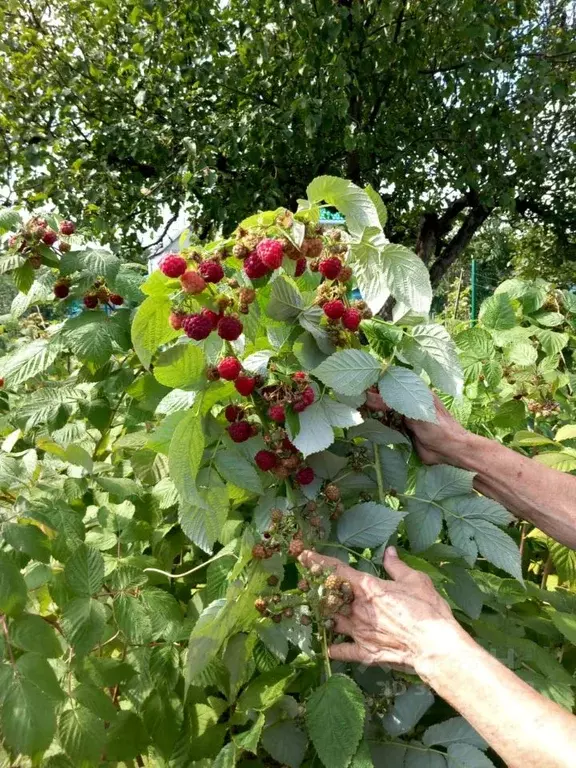 Дом в Курская область, Горшеченский район, Куньевский сельсовет, ... - Фото 1