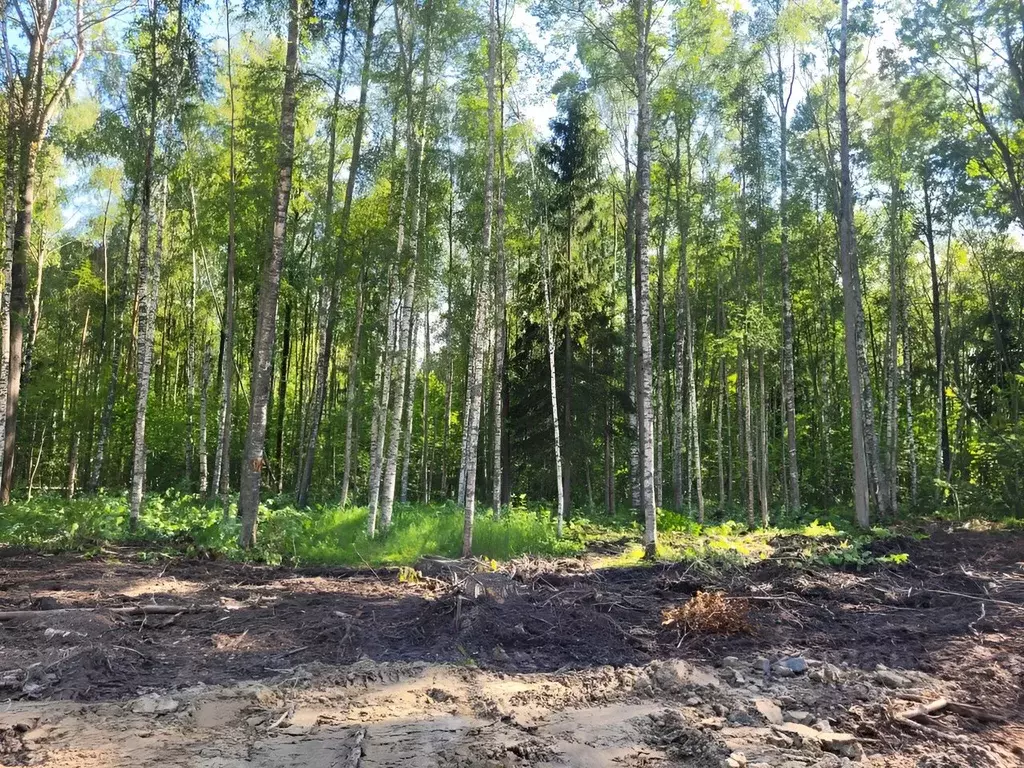 Участок в Ленинградская область, Всеволожский район, Токсовское ... - Фото 1
