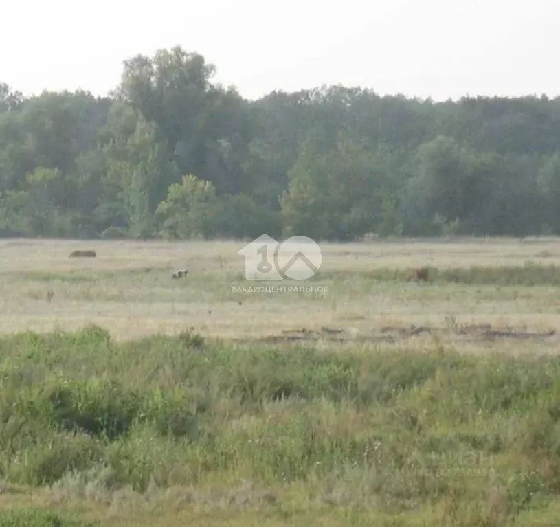 Участок в Новосибирская область, Новосибирский район, с. Плотниково  ... - Фото 1