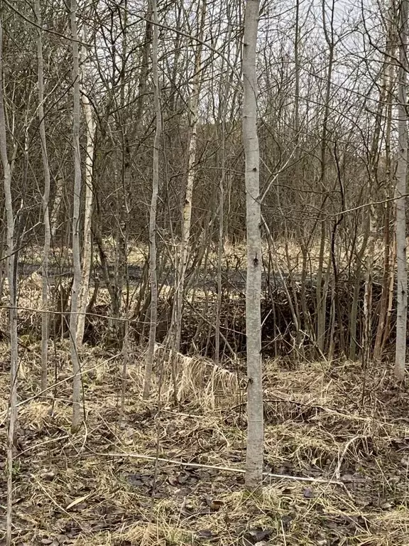 Участок в Новгородская область, Новгородский район, Панковское ... - Фото 2