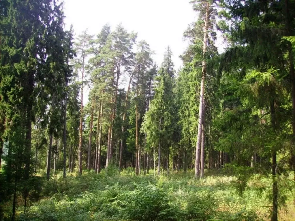 Продается участок в д. Титово - Фото 1