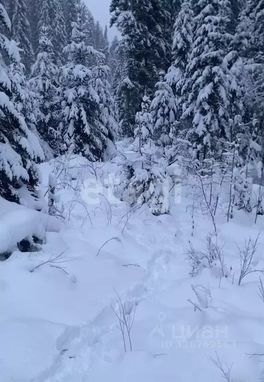 Участок в Алтай, Турочакский район, с. Артыбаш пер. Еловый, 6Г (13.0 ... - Фото 2