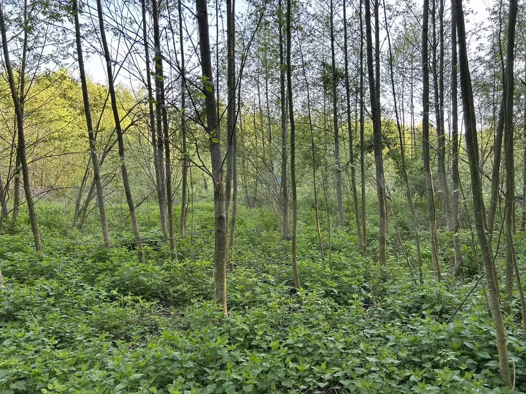 Участок 8 сот. (СНТ, ДНП) - Фото 0