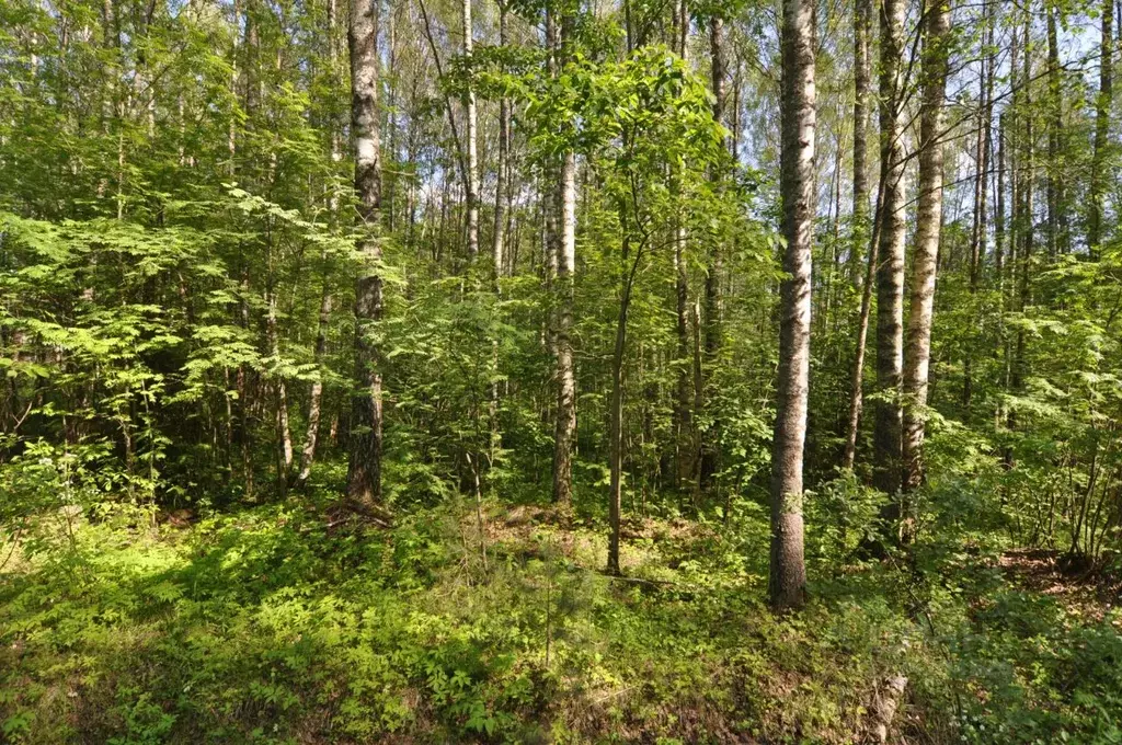 Участок в Тверская область, Кимрский муниципальный округ, д. Новые ... - Фото 2