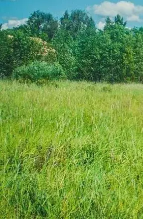 Участок в Санкт-Петербург пос. Понтонный,  (6.0 сот.) - Фото 2