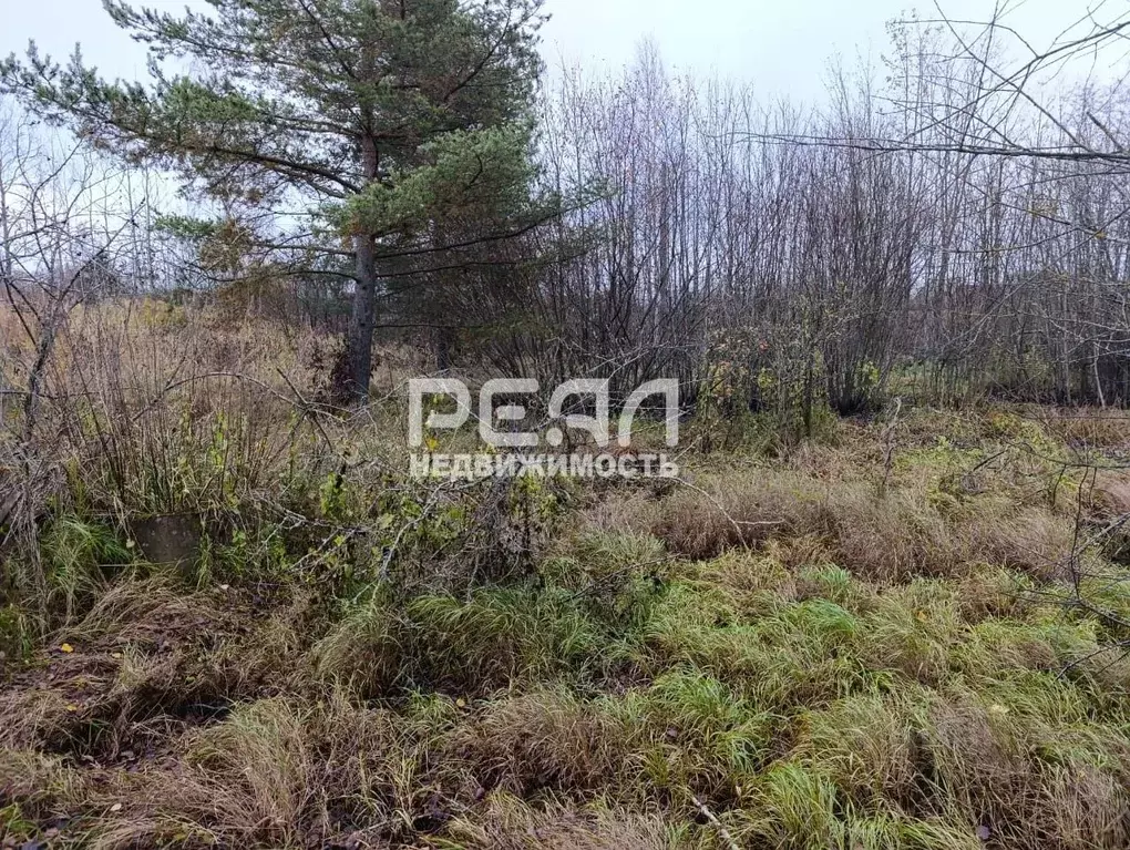 Участок в Ленинградская область, Гатчинский муниципальный округ, д. ... - Фото 2