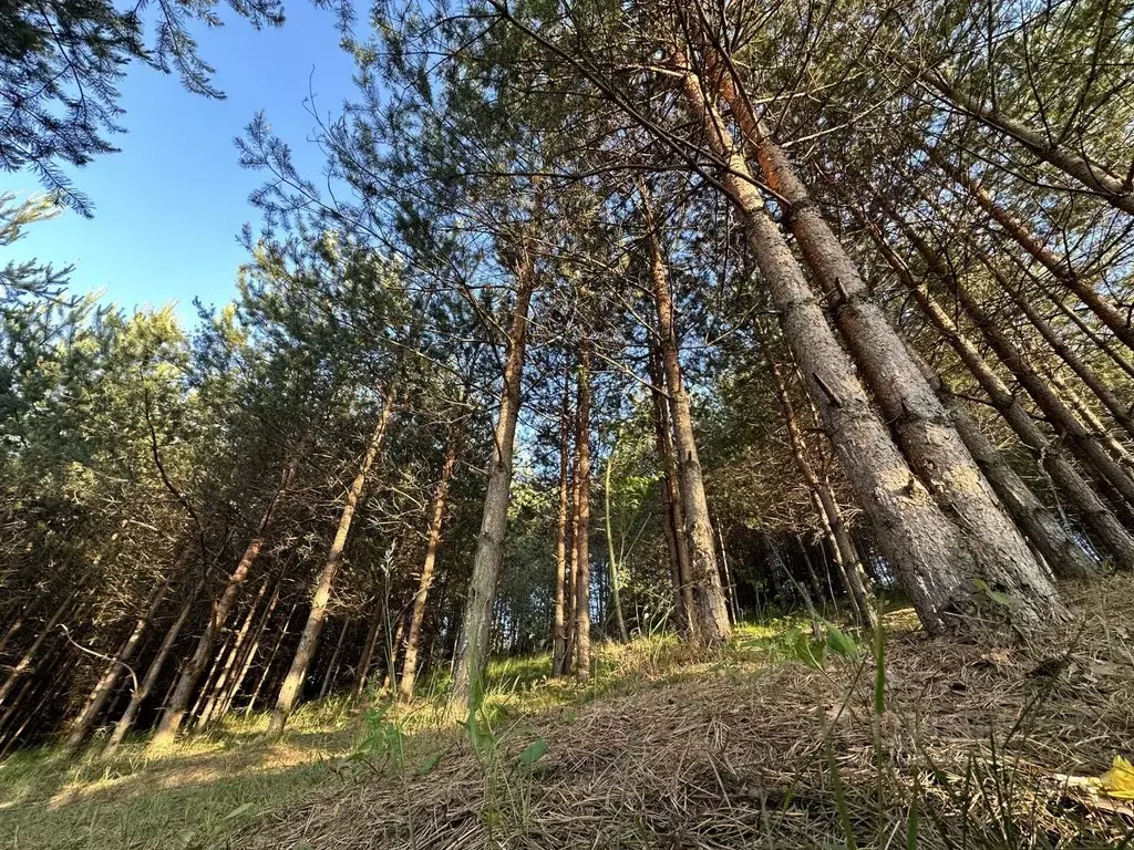 Участок в Ленинградская область, Всеволожский район, Романовское ... - Фото 1