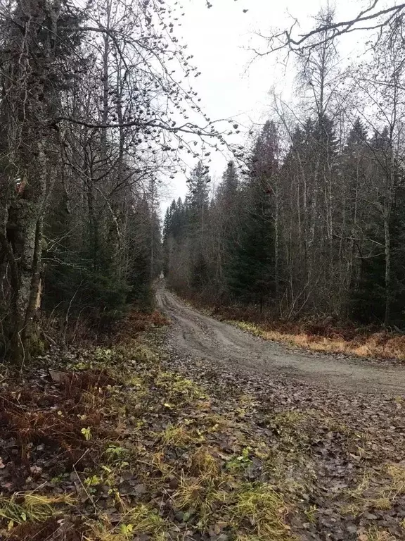 Участок в Карелия, Сортавальский муниципальный округ, пос. Рускеала  ... - Фото 1