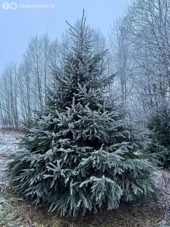 Участок в Усадищенское сельское поселение, садоводческое ... - Фото 1
