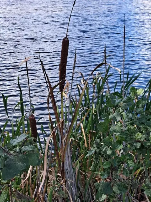 Участок в Воронежская область, Новоусманский район, Тимирязевское ... - Фото 2