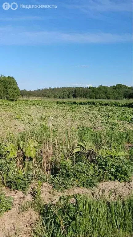 Участок в Волосовский район, Большеврудское сельское поселение, ... - Фото 1