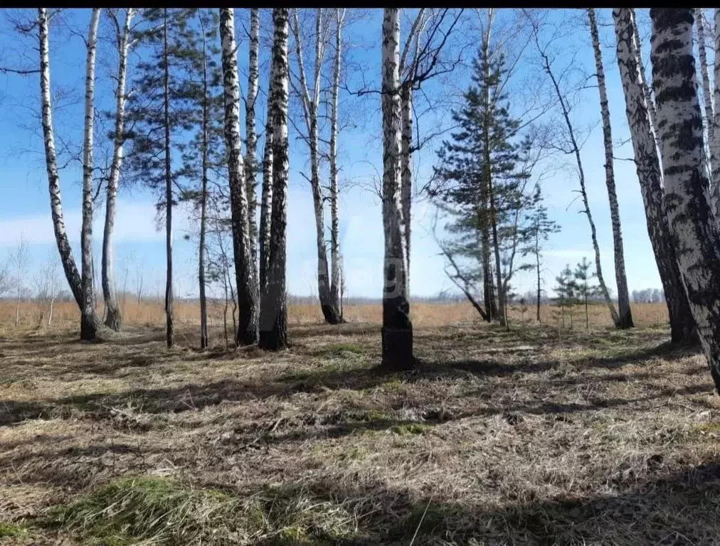 Участок в Новосибирская область, Новосибирский район, Кубовинский ... - Фото 0