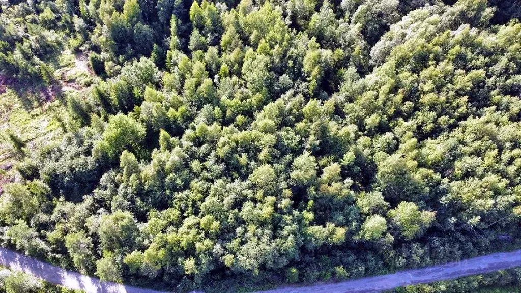 Участок в Карелия, Питкярантский муниципальный округ, пос. Ляскеля ул. ... - Фото 1