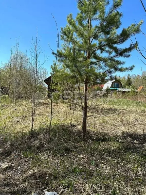 Участок в Тюменская область, Тюменский район, Лесник-2 СНТ ул. ... - Фото 1