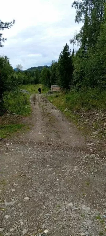 Участок в Алтай, Турочакский район, с. Артыбаш ул. Березовая (23.53 ... - Фото 1