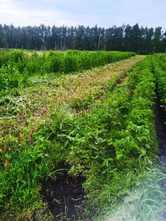 Участок в Орловская область, Орловский район, пос. Белоберезовский ул. ... - Фото 0