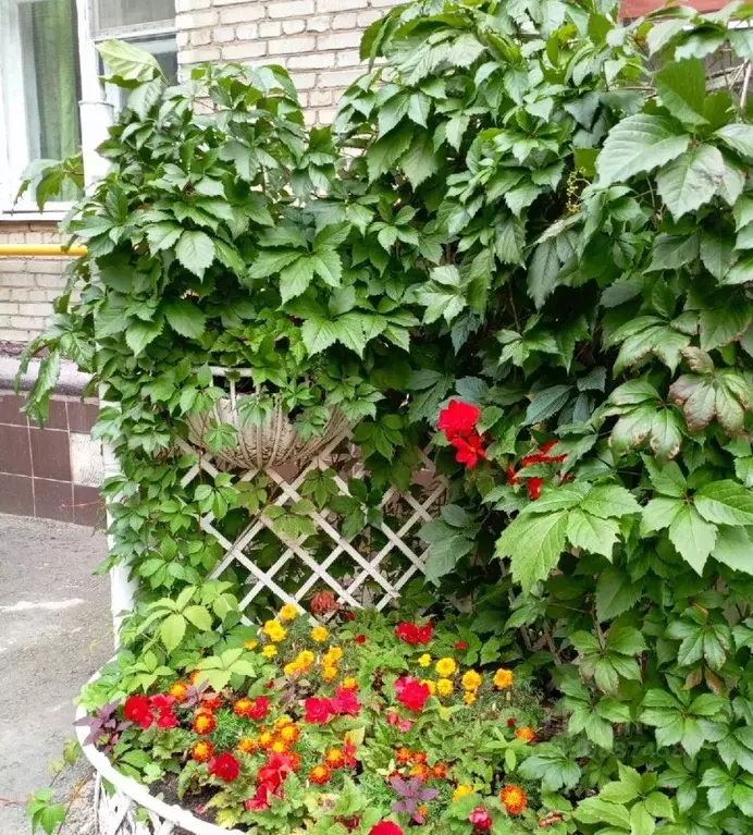 Комната Москва ул. Юных Ленинцев, 20/2 (15.7 м) - Фото 1