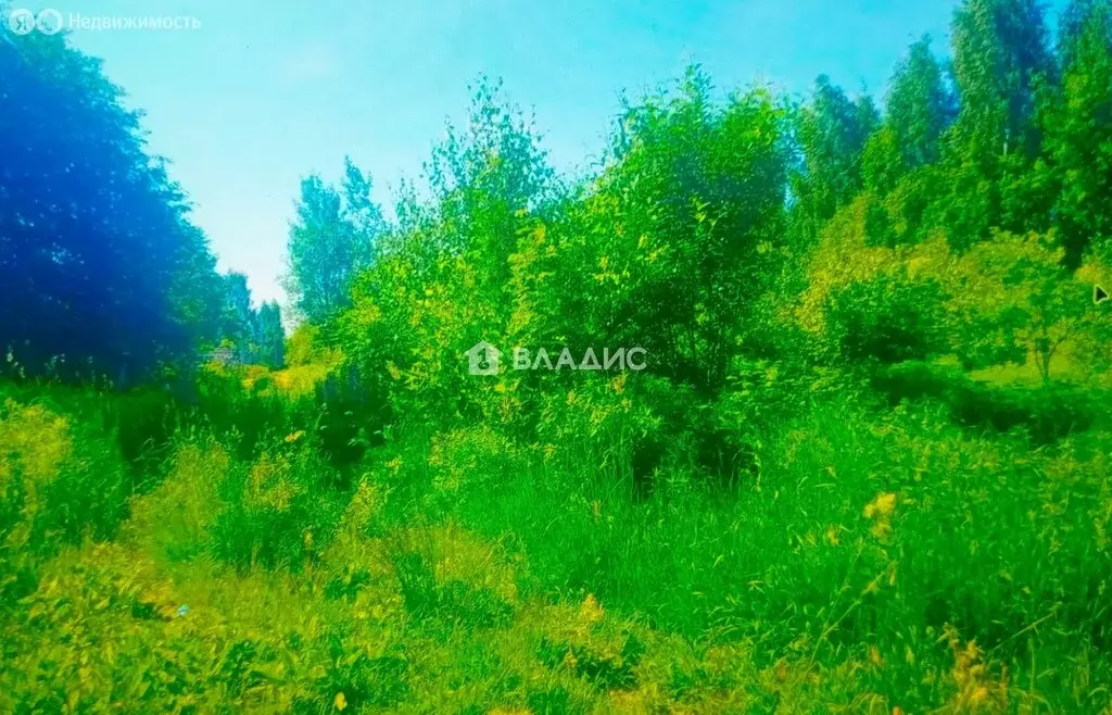 Участок в Бор, СНТ Кружевница, 50 (5 м) - Фото 1