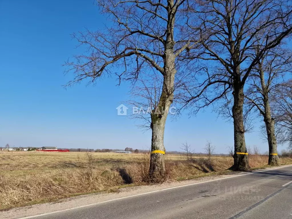 Участок в Калининградская область, Зеленоградский муниципальный округ, ... - Фото 1