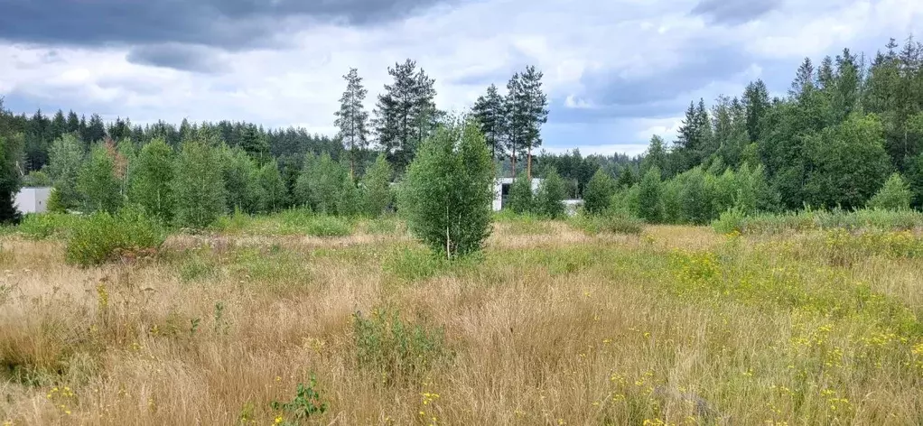 Участок в Ленинградская область, Всеволожский район, Агалатовское ... - Фото 0