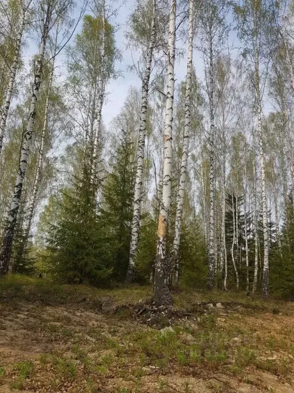 Участок в Свердловская область, Дегтярск ул. Солнечная, 16 (10.0 сот.) - Фото 0