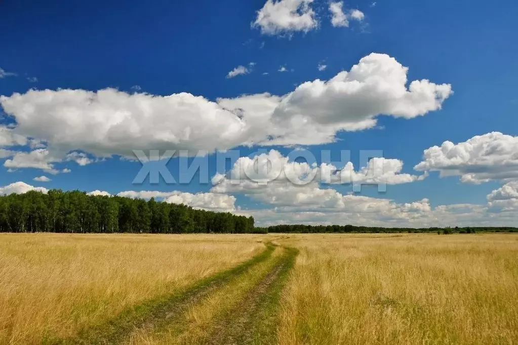 Участок в Новосибирская область, Ордынский район, с. Вагайцево ул. ... - Фото 1