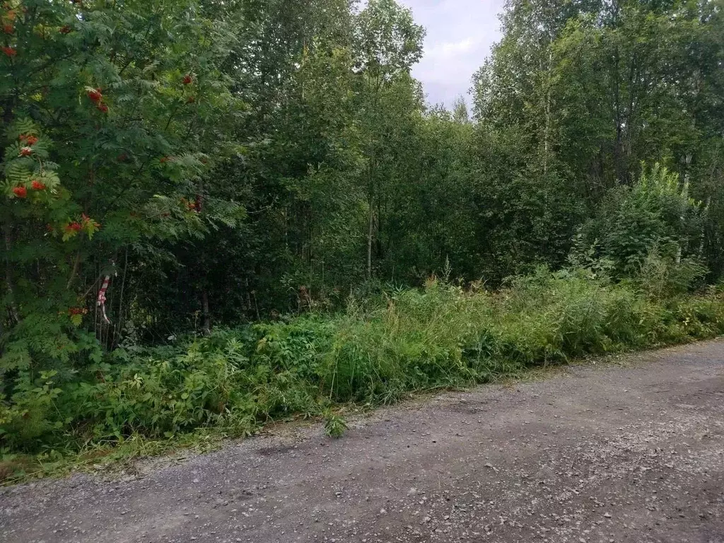 Участок в Ленинградская область, Лодейнопольский район, пос. ... - Фото 1