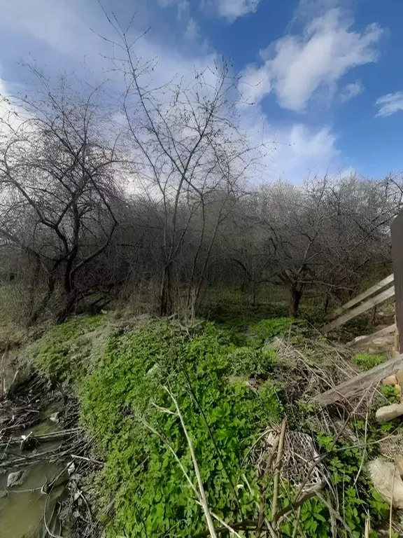 Участок в Санкт-Петербург Красный Октябрь СНТ, 1-я линия (8.0 сот.) - Фото 0