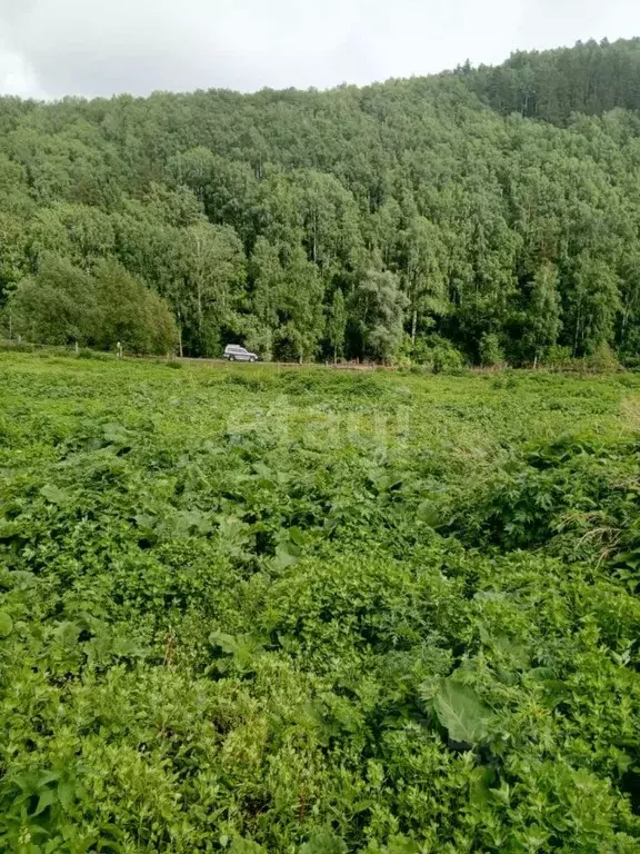 Участок в Алтайский край, Алтайский район, с. Сараса Красноармейская ... - Фото 1