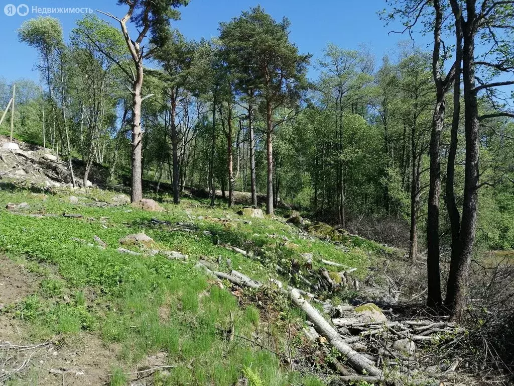 Участок в Токсовское городское поселение, СНТ Пирит-1 (15 м) - Фото 0