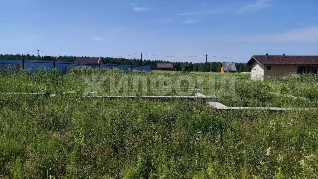 Участок в Новосибирская область, Новосибирский район, Станционный ... - Фото 1