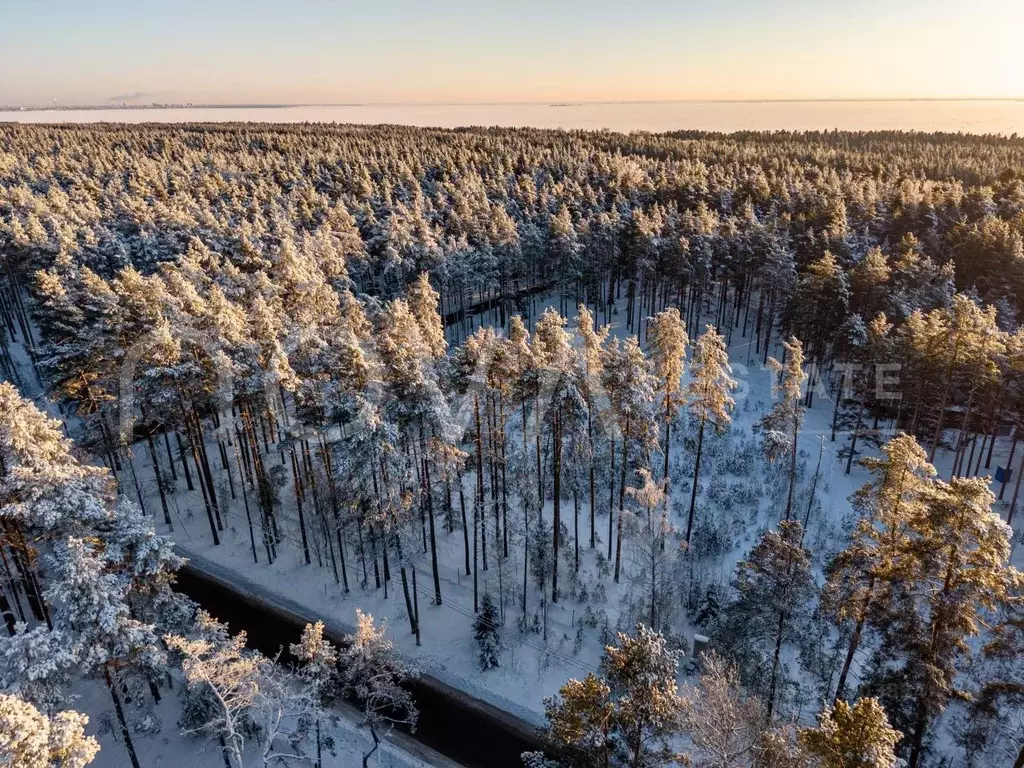 Участок в Санкт-Петербург пос. Комарово, просп. Лесной (35.0 сот.) - Фото 1