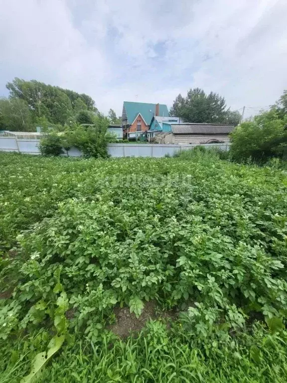 Участок в Новосибирская область, с. Новолуговое ул. Андреева (14.0 ... - Фото 1