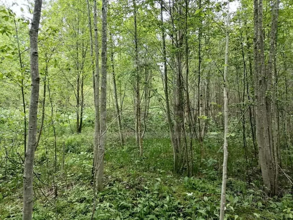 Участок в Ленинградская область, Приозерский район, Плодовское с/пос, ... - Фото 1