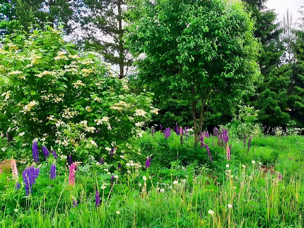 Участок в Московская область, Дмитровский муниципальный округ, пос. ... - Фото 2