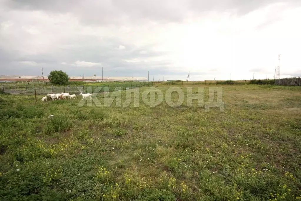 Участок в Новосибирская область, Колыванский район, д. Большой Оеш ул. ... - Фото 0
