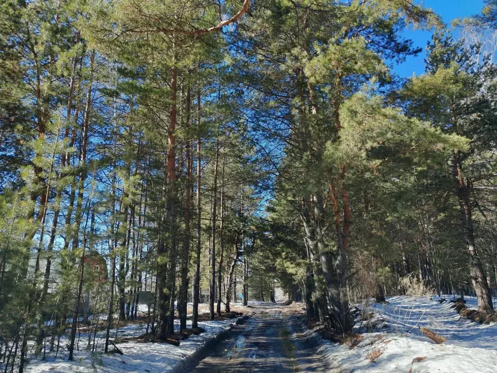 Участок в Курганская область, Кетовский муниципальный округ, с. ... - Фото 1