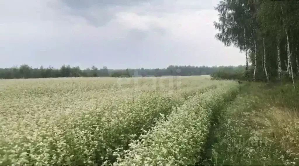 Участок в Брянская область, Почепский район, Дмитровское с/пос, пос. ... - Фото 1