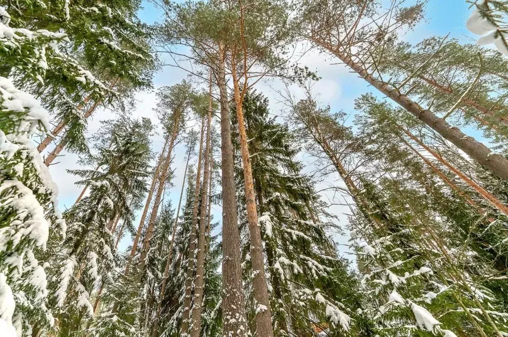 Участок в Ленинградская область, Всеволожский район, Сертоловское ... - Фото 1