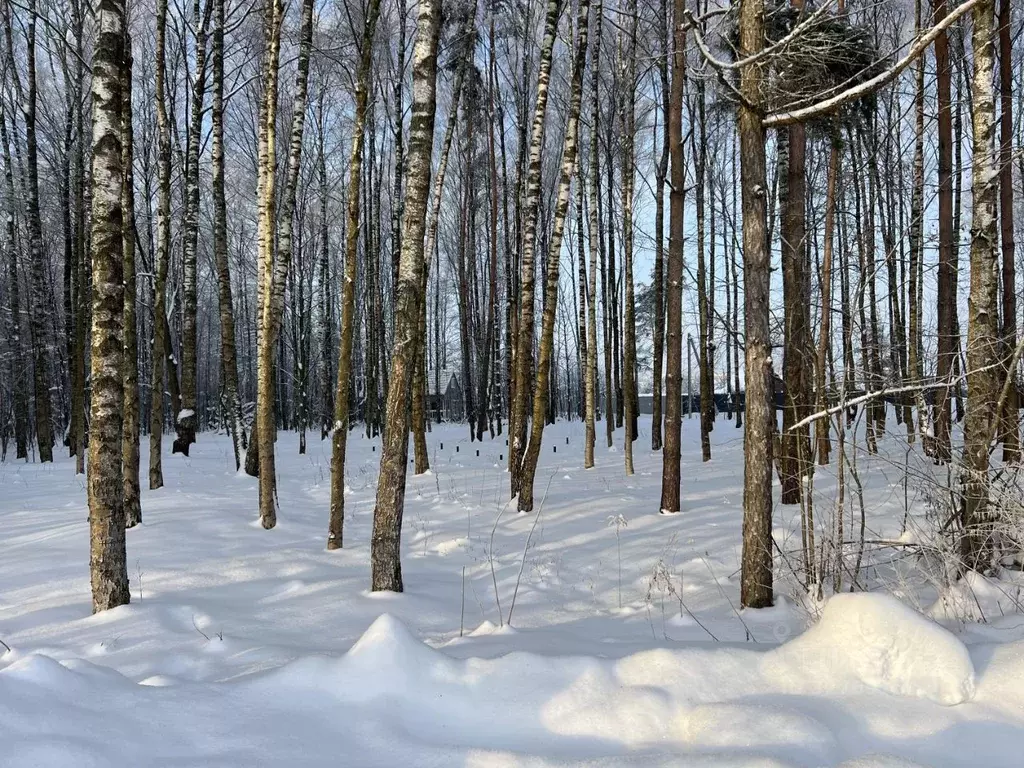 Участок в Московская область, Ногинск Богородский городской округ,  ... - Фото 1