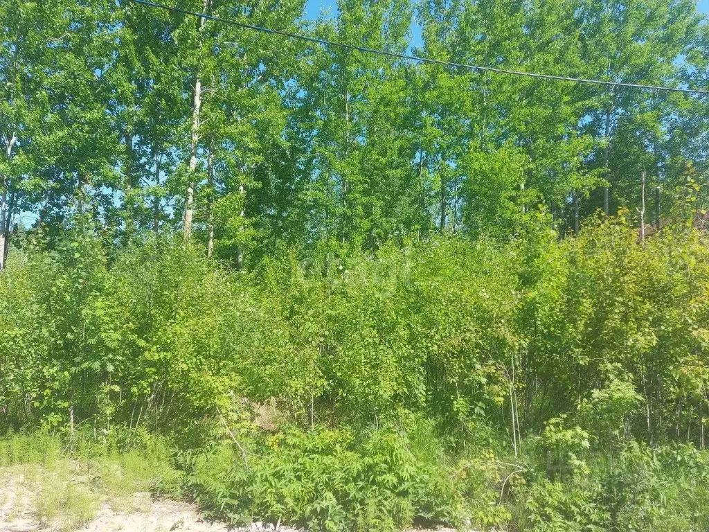 Участок в Вологодская область, Череповец ул. Светлая (8.0 сот.) - Фото 1