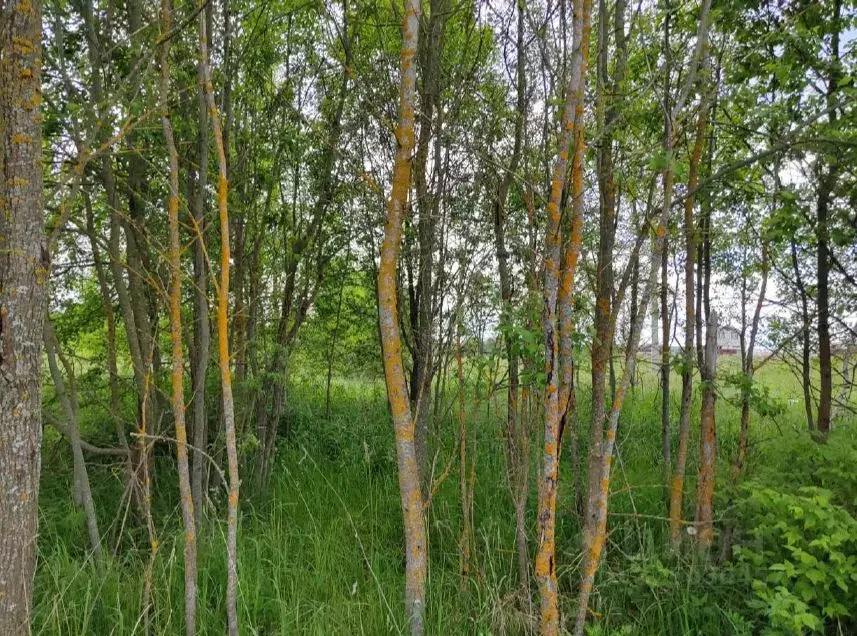 Участок в Московская область, Чехов муниципальный округ, д. Леоново  ... - Фото 1