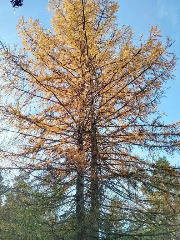 Дом в Ленинградская область, Приозерский район, Плодовское с/пос, пос. ... - Фото 1