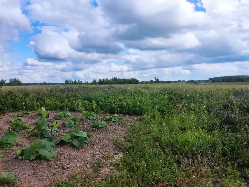 участок в новгородская область, новгородский район, трубичинское с/пос . - Фото 1