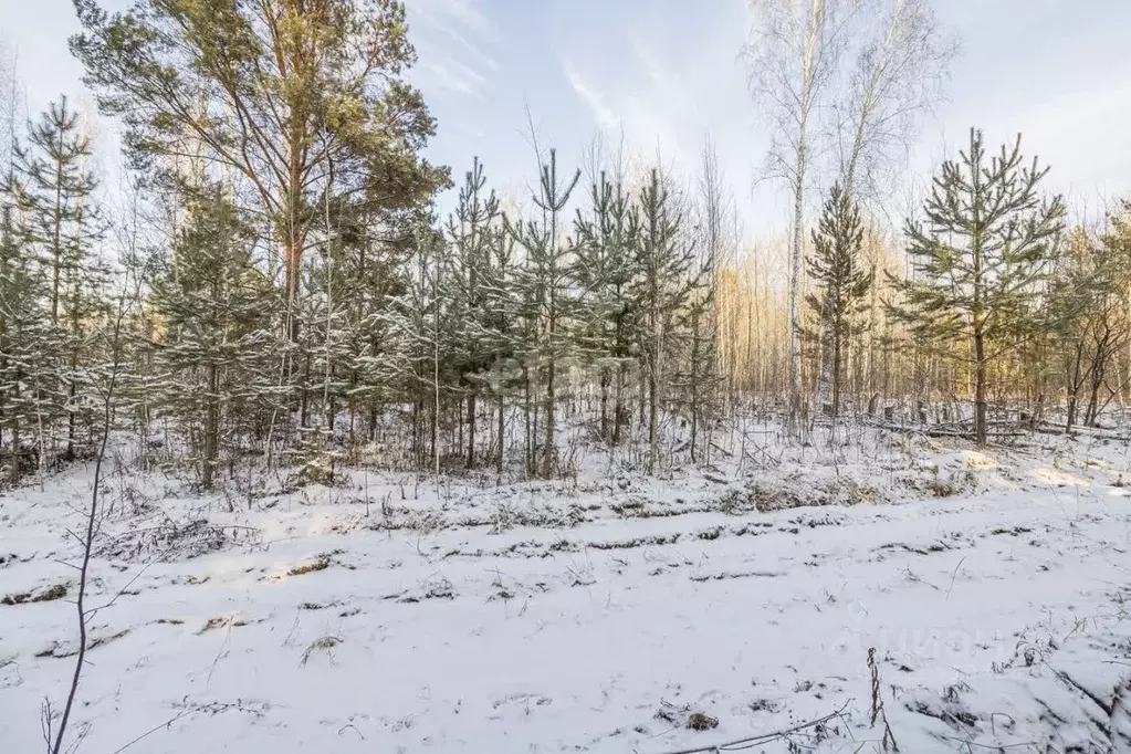 Участок в Тюменская область, Нижнетавдинский муниципальный округ, пос. ... - Фото 1