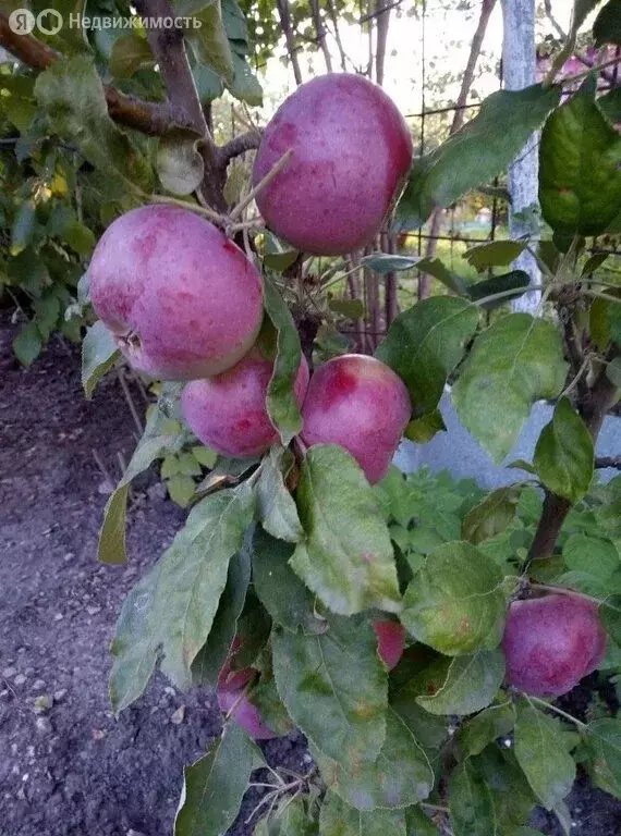 Дом в муниципальное образование Саратов, деревня Кокурино, Центральная ... - Фото 1