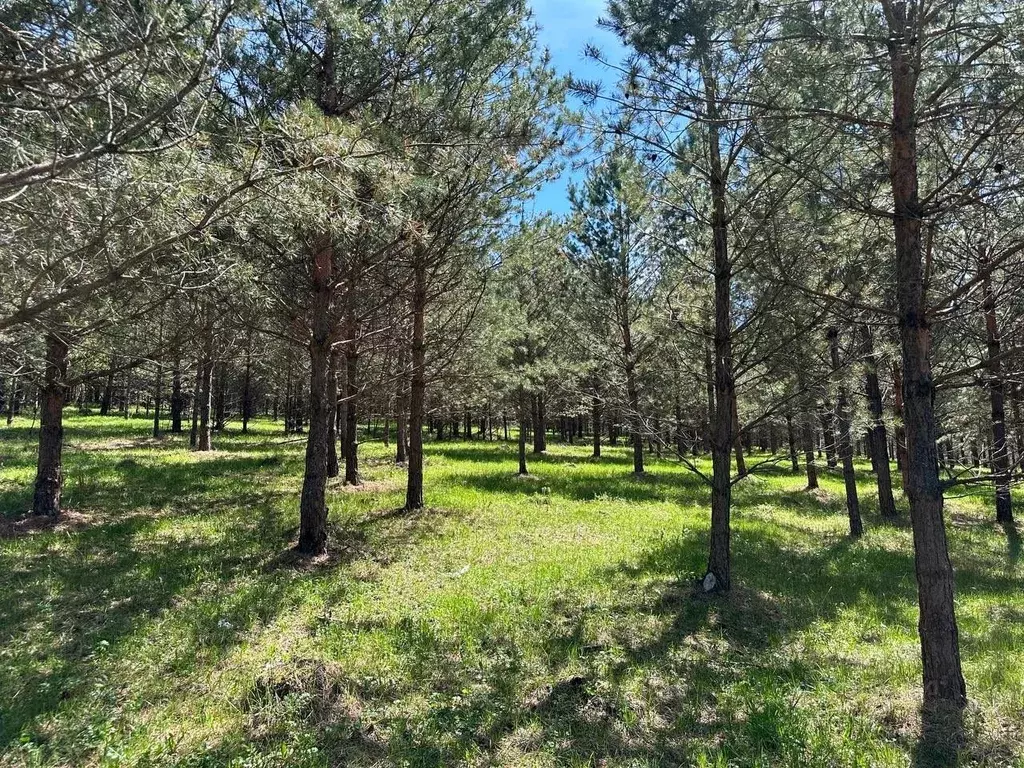 Участок в Алтай, Чемальский район, Элекмонарское с/пос, с. Элекмонар  ... - Фото 2
