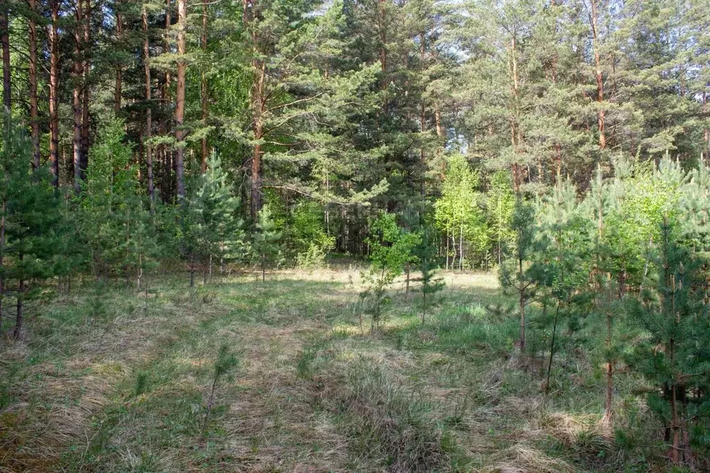 участок в свердловская область, белоярский городской округ, с. . - Фото 1