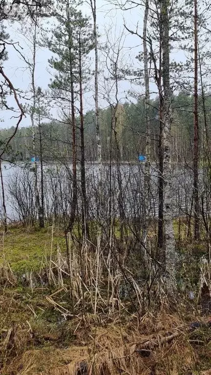 1-комнатная квартира: Ленинградская область, Тихвинское городское ... - Фото 0