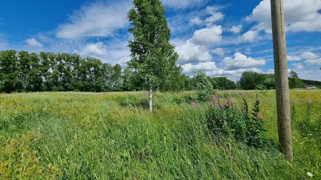 Участок в Ленинградская область, Ломоносовский район, Лопухинское ... - Фото 1